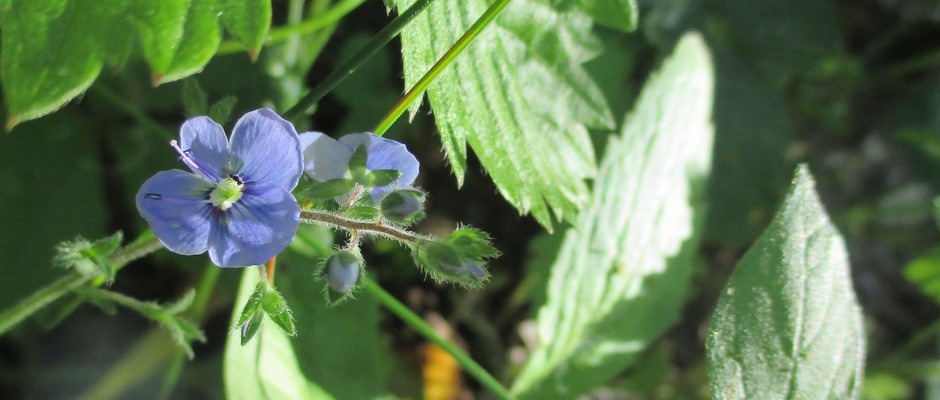 Fiore azzurro.JPG